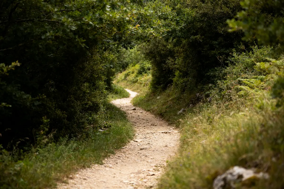 Sentier boisé idéal pour ou se promener autour de moi en pleine nature